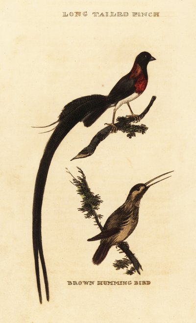 Vedova del paradiso dalla lunga coda, Vidua paradisaea e colibrì rufous, Selasphorus rufus da George (after) Edwards