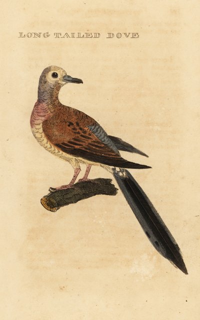 Tortora piangente, Zenaida macroura da George (after) Edwards