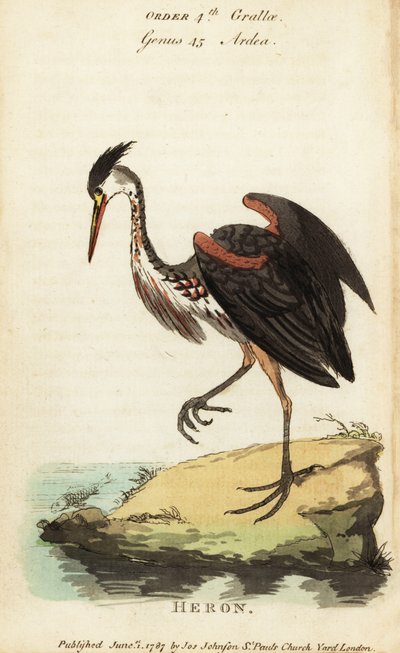 Airone cenerino nordamericano, Ardea fusca da George (after) Edwards