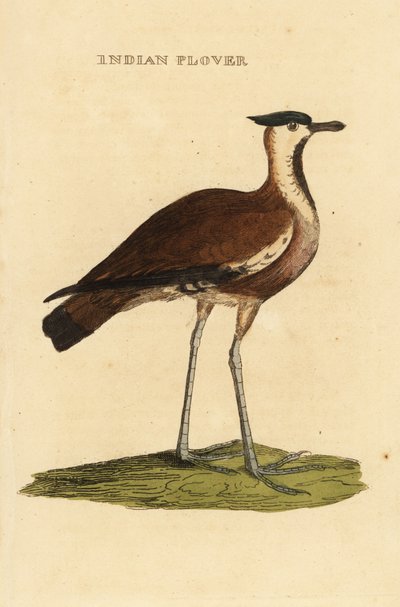 Pavoncella, Vanellus vanellus da George (after) Edwards
