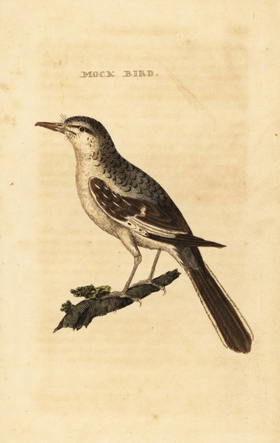 Mimo settentrionale, Mimus polyglottos da George (after) Edwards