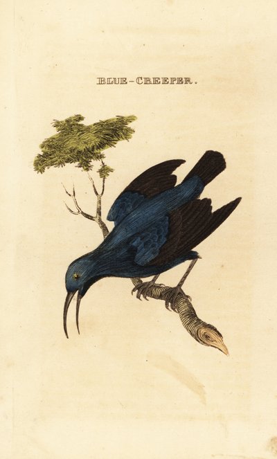 Miele viola, Cyanerpes caeruleus da George (after) Edwards