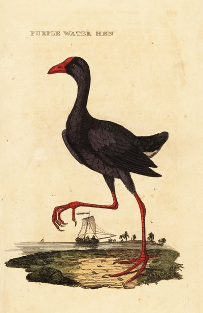 Pollo sultano, Porphyrio porphyrio da George (after) Edwards