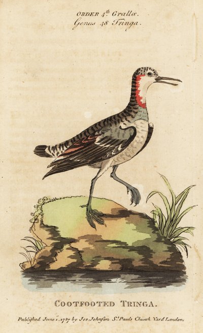 Falaropo dal collo rosso, Phalaropus lobatus da George (after) Edwards