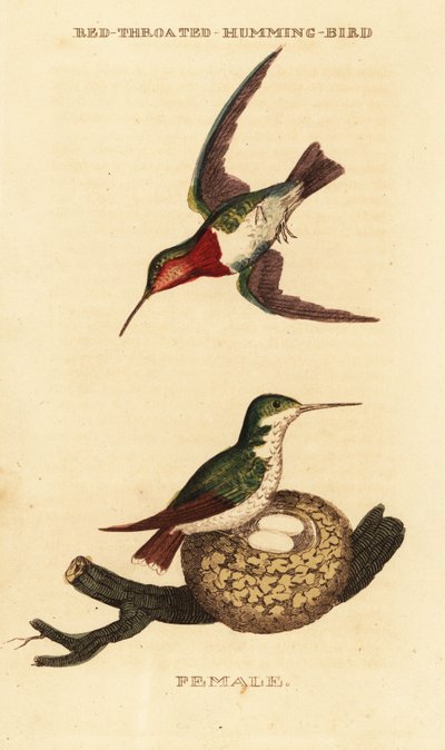 Colibrì gola di rubino, Archilochus colubris da George (after) Edwards