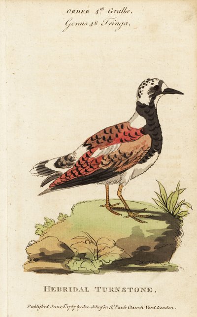 Voltapietre, Arenaria interpres da George (after) Edwards