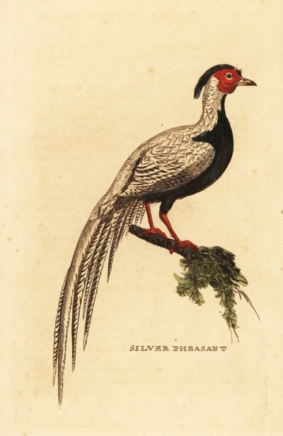 Fagiano argentato, Lophura nycthemera da George (after) Edwards