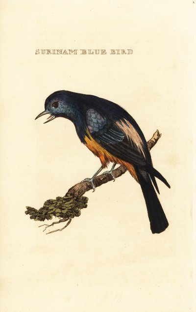 Tanager dal petto argentato, Tangara velia da George (after) Edwards