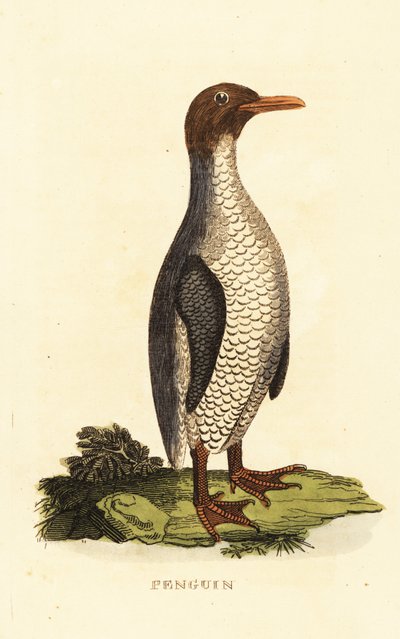 Specie sconosciuta di pinguino da George (after) Edwards
