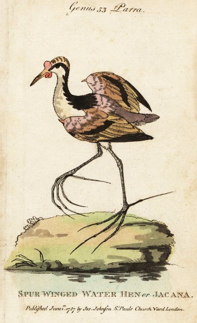 Jacana crestato, Jacana jacana da George (after) Edwards