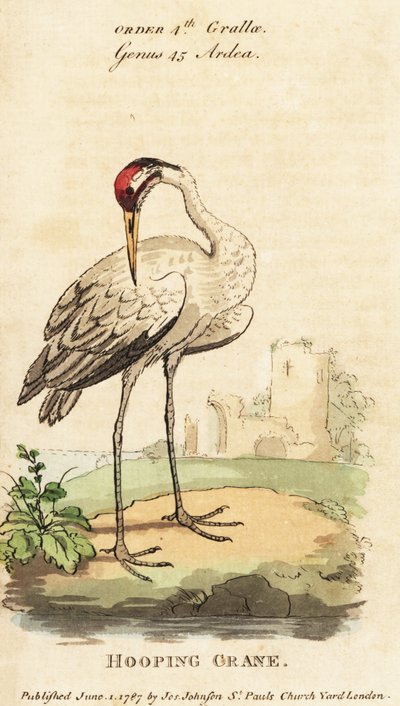 Gru americana, Grus americana da George (after) Edwards