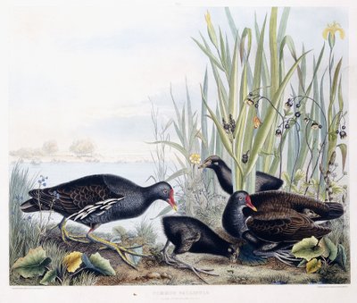 Gallinella Comune (Moorhen)(Maschio, femmina e giovane), c.1841 da George (after) Shield