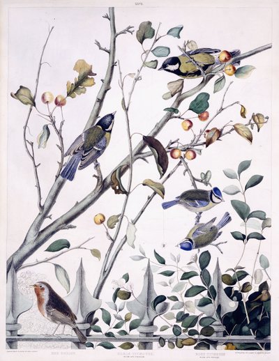 Pettirosso, Cinciallegra (Maschio e Femmina) e Cinciarella (Maschio e Femmina), c.1841 da George (after) Shield