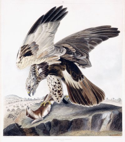 Poiana zampe grosse (femmina), c.1841 (incisione colorata a mano) da George (after) Shield