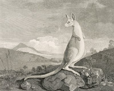 Un animale trovato sulla costa della Nuova Olanda, chiamato Kanguroo, c.1773 (incisione, acquaforte) da George (after) Stubbs