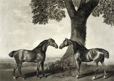 Due cavalli da caccia (inciso da G.T. Stubbs) da George (after) Stubbs