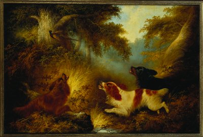 Spaniel che mettono in fuga un fagiano da George Armfield
