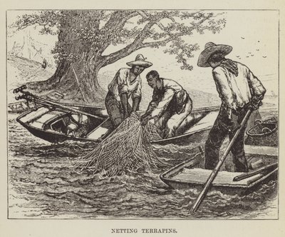 Reti per tartarughe da George Augustus Sala