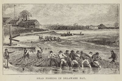 Pesca allo shad nella baia di Delaware da George Augustus Sala