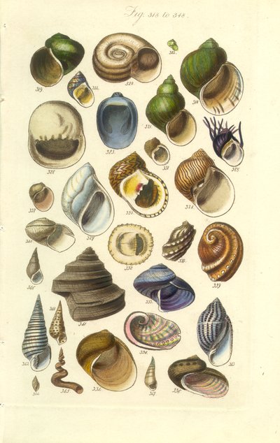 Manuale conchologico Tavola 15. Conchiglie colorate tra cui conchiglie di abalone da George B. Sowerby