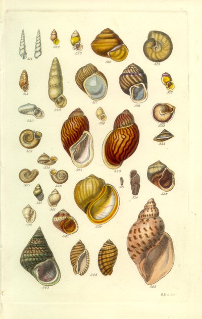 Manuale Conchologico Tavola 25. Conchiglie terrestri colorate da George B. Sowerby