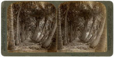 Viale di palme da cocco, Florida, USA, 1891 da George Barker