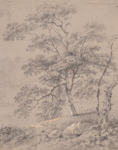 Studio di Albero da George Barret