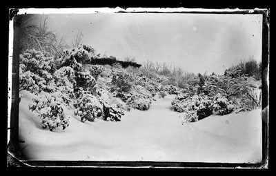 Pergolato di rose visto dal basso, Prospect Park, Brooklyn, c.1872-87 da George Bradford Brainerd