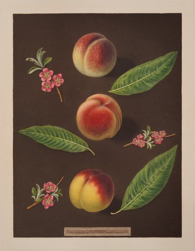 Cancelliere, Caterina e le pesche di Old Newington da George Brookshaw