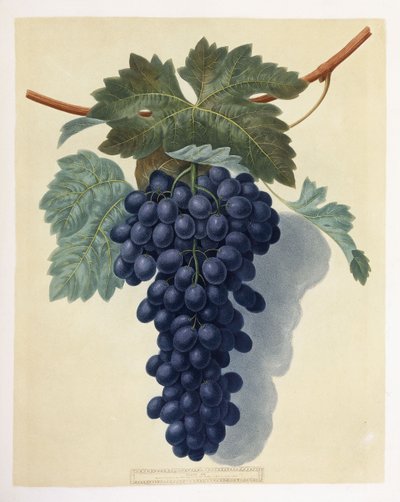 Piatto LII (un grappolo di uva viola) da George Brookshaw