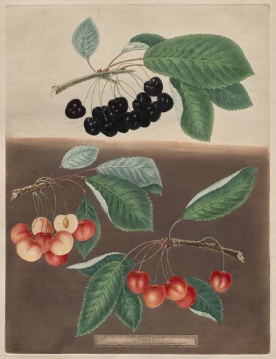 Pomona Britannica: No. 10 - Ciliegie da George Brookshaw