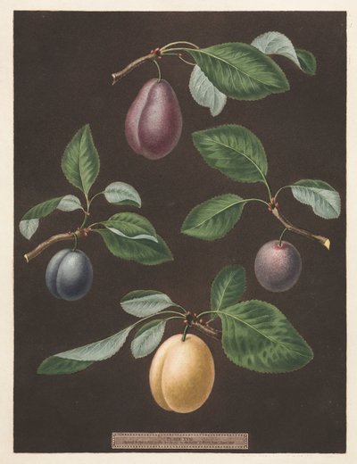 Pomona Britannica: No. 17 - Prugne da George Brookshaw