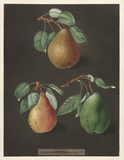 Pomona Britannica: No. 82 - Pere da George Brookshaw