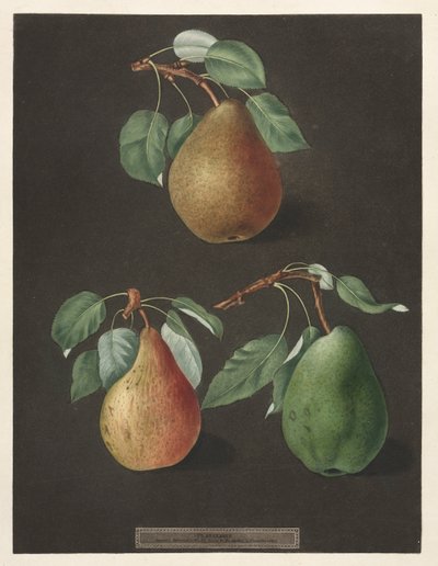 Pomona Britannica: No. 82 - Pere, 1807 da George Brookshaw