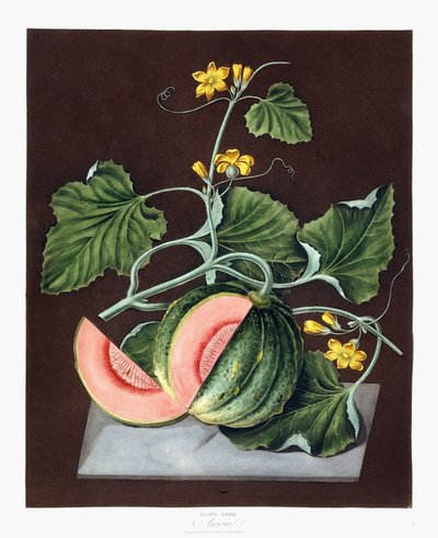 Zucca, 1812 da George Brookshaw