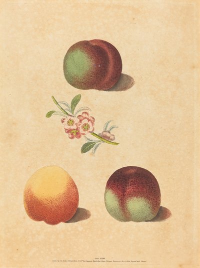 Tre pesche da George Brookshaw