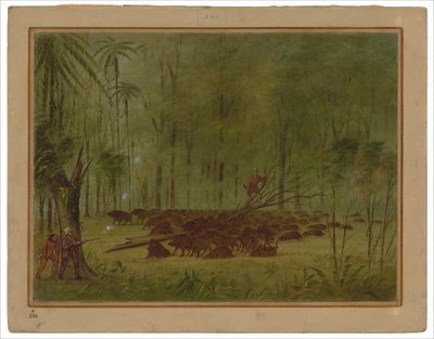 Una Lotta con i Pecari - Caribbe da George Catlin