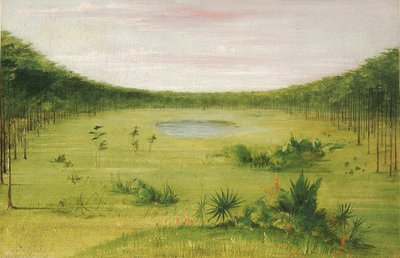 Bellissima savana nei boschi di pini della Florida da George Catlin