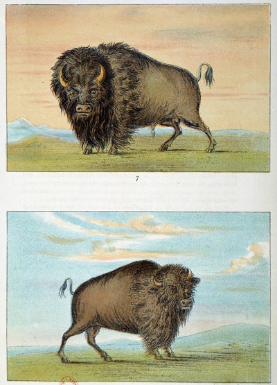 Bisonte, maschio e femmina, Stati Uniti. Illustrazione di George Catlin da George Catlin