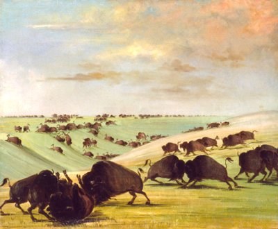 Tori di bufalo che combattono nella stagione della corsa, Alto Missouri, 1837-1839 da George Catlin