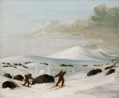 Inseguimento di bufali tra i cumuli di neve, indiani all