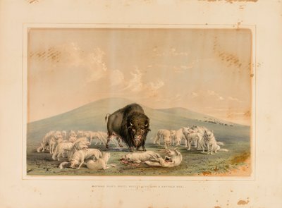 Caccia al bufalo, lupi bianchi che attaccano un toro di bufalo - n. 10 da George Catlin