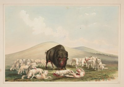 Caccia al bufalo, lupi bianchi attaccano un toro di bufalo, tavola 10 dal Portfolio degli indiani nordamericani da George Catlin