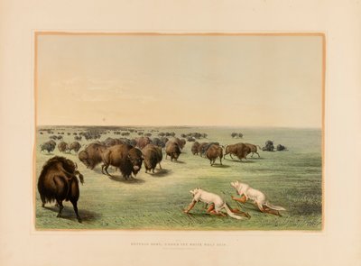 Caccia al bufalo, sotto la pelle di lupo bianca - n. 13 da George Catlin