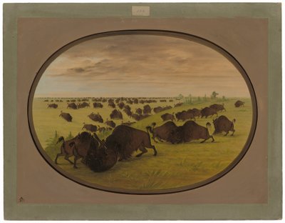 Tori che combattono da George Catlin