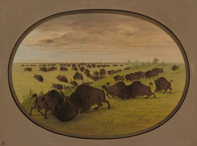 Tori che combattono da George Catlin