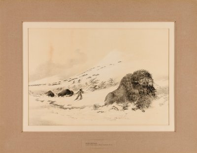 Bufalo morente - n. 17 da George Catlin