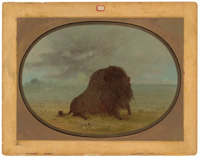 Bufalo morente da George Catlin