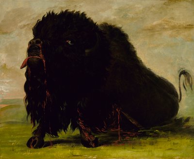 Bufalo morente, colpito da una freccia da George Catlin