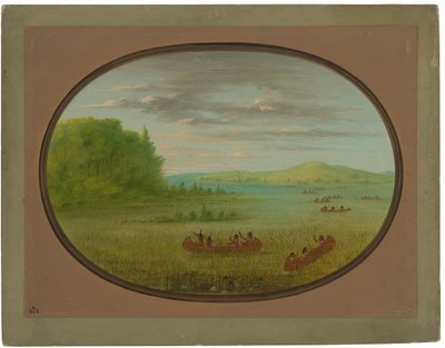Raccolta di riso selvatico - Winnebago da George Catlin